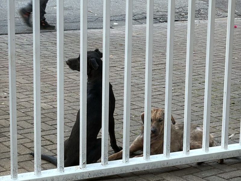 2 Cães (Adoção Urgente)