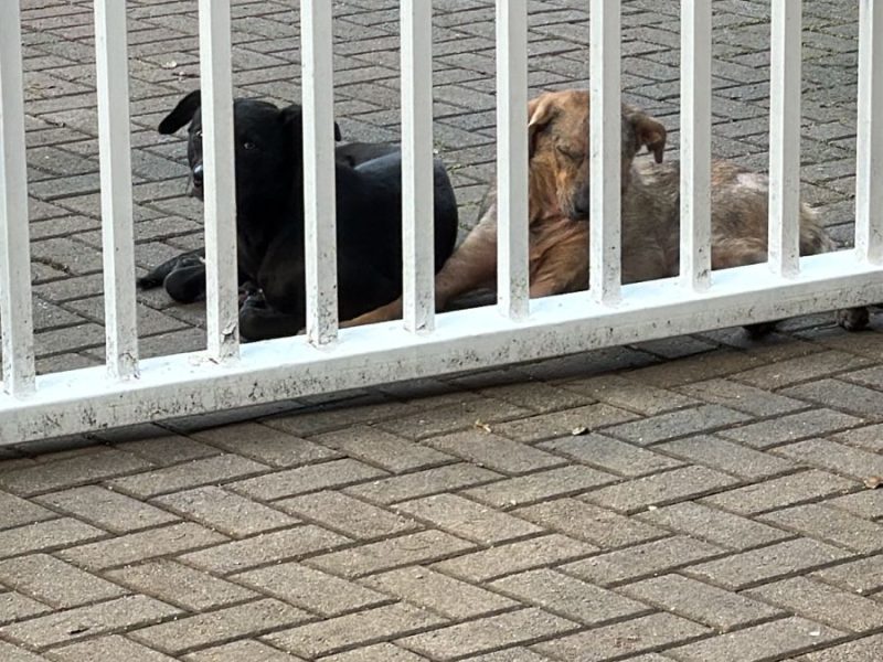 2 Cães (Adoção Urgente)