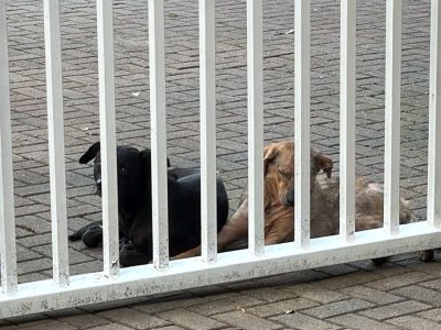 2 Cães (Adoção Urgente)