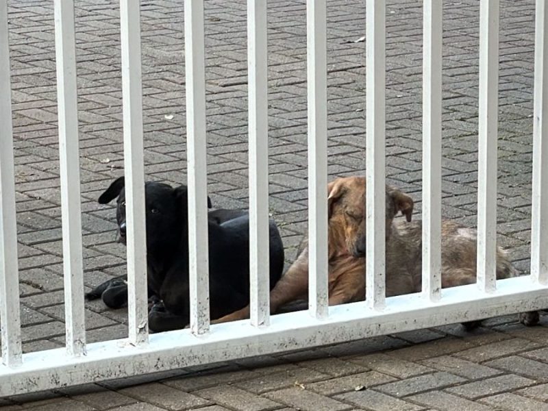 2 Cães (Adoção Urgente)