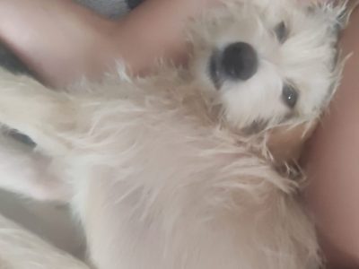 2 Cães (Adoção Urgente)