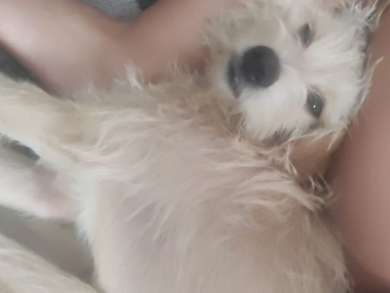 2 Cães (Adoção Urgente)