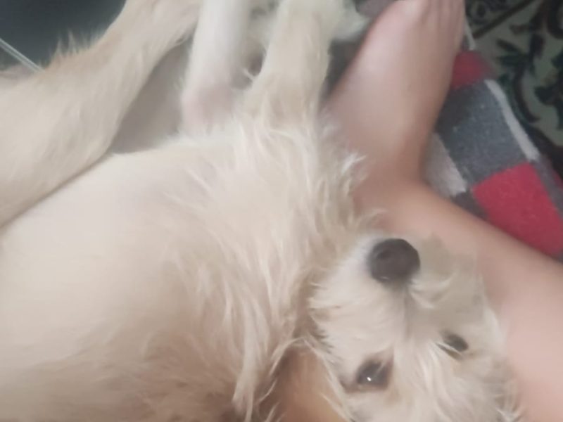 2 Cães (Adoção Urgente)