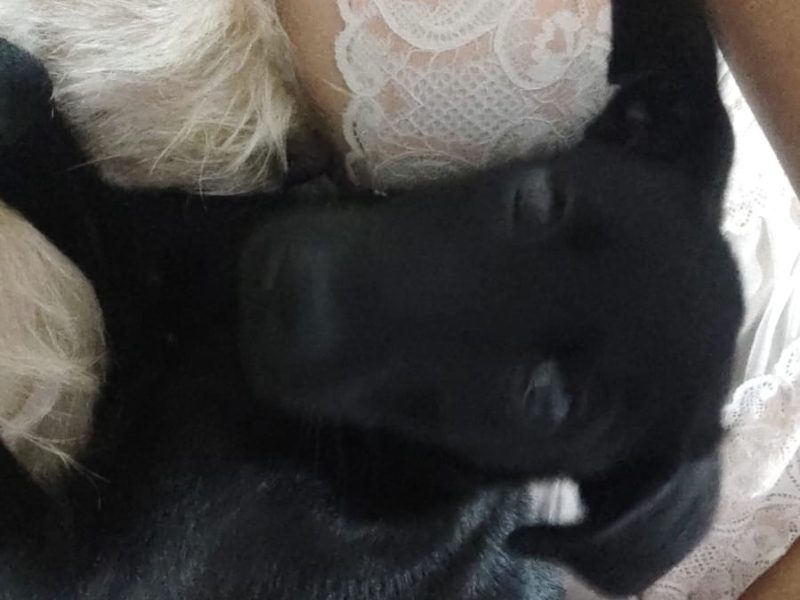2 Cães (Adoção Urgente)