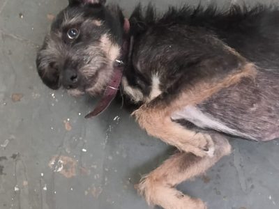 2 Cães (Adoção Urgente)