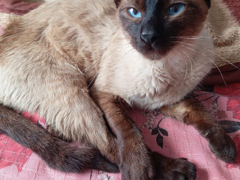 3 Gatos (Adoção Urgente)