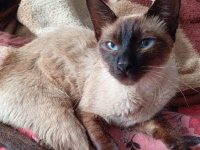 3 Gatos (Adoção Urgente)