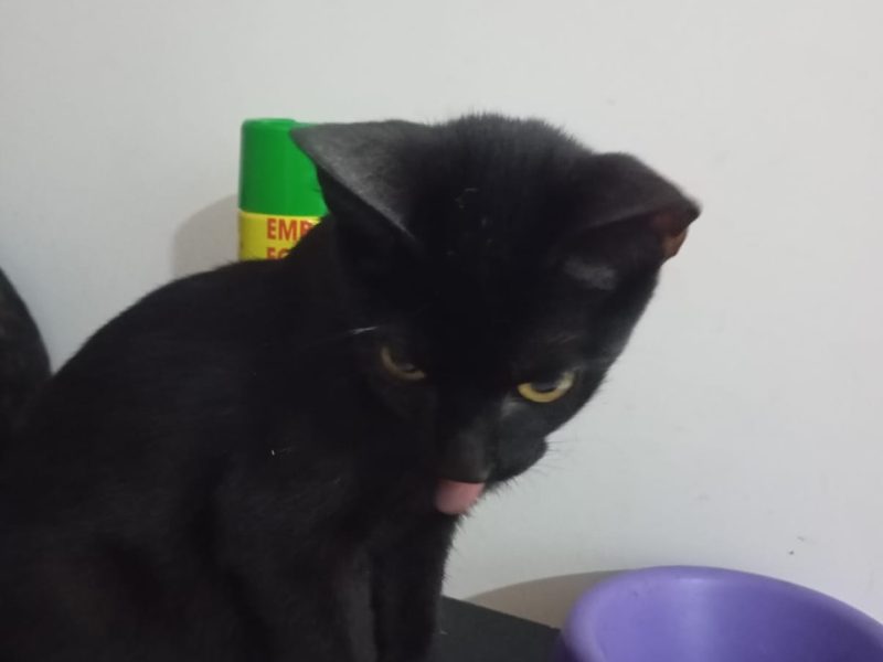 3 Gatos (Adoção Urgente)