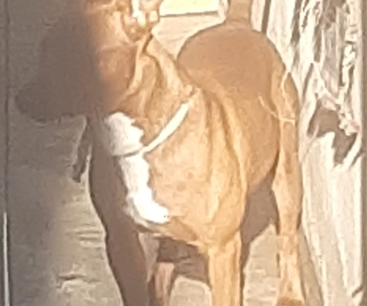 2 Cães (Adoção Urgente)