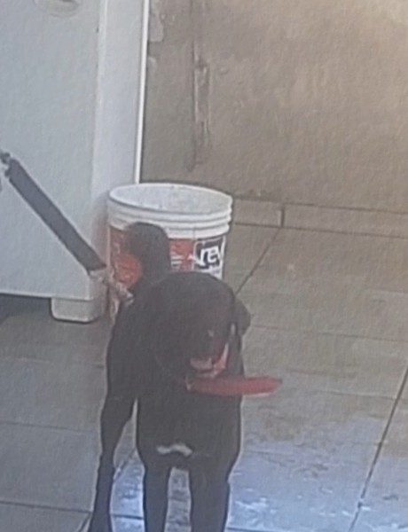 2 Cães (Adoção Urgente)