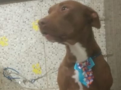 2 Cães (Adoção Urgente)