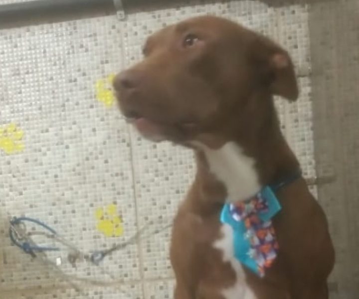 2 Cães (Adoção Urgente)