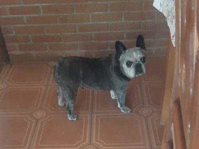 Porte P (Adoção Urgente)