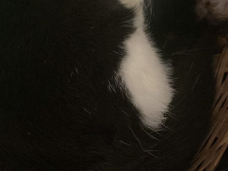 2 Gatos (Adoção Urgente)
