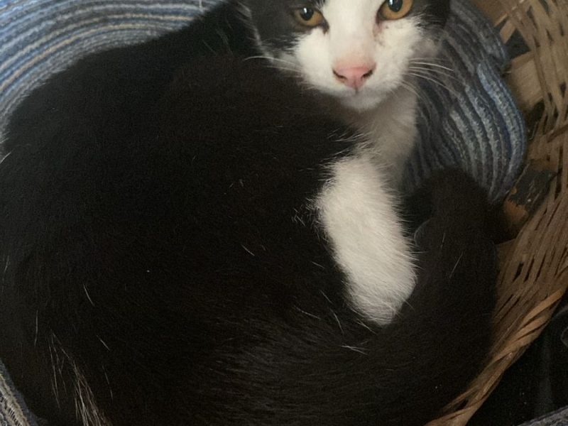2 Gatos (Adoção Urgente)