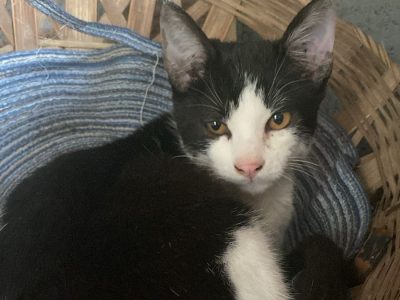 2 Gatos (Adoção Urgente)