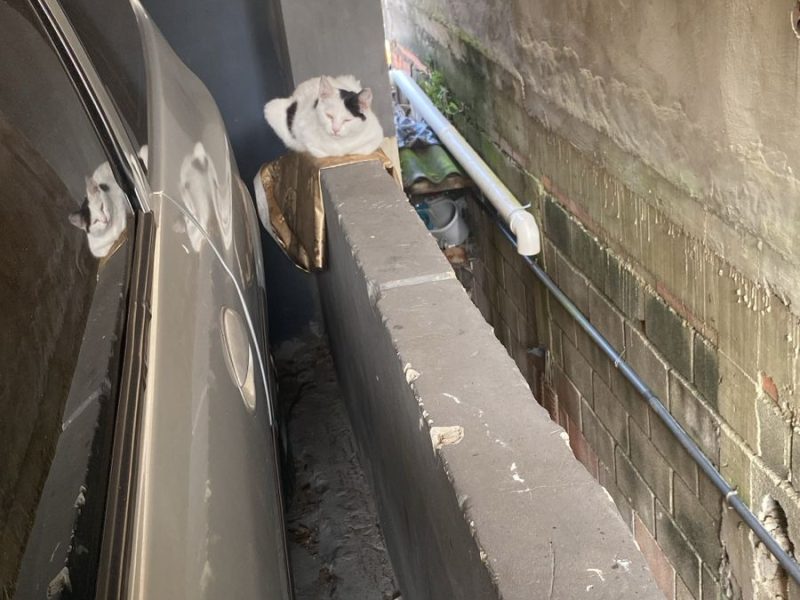 2 Gatos (Adoção Urgente)