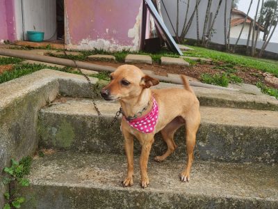 Porte P/M (Adoção Urgente)