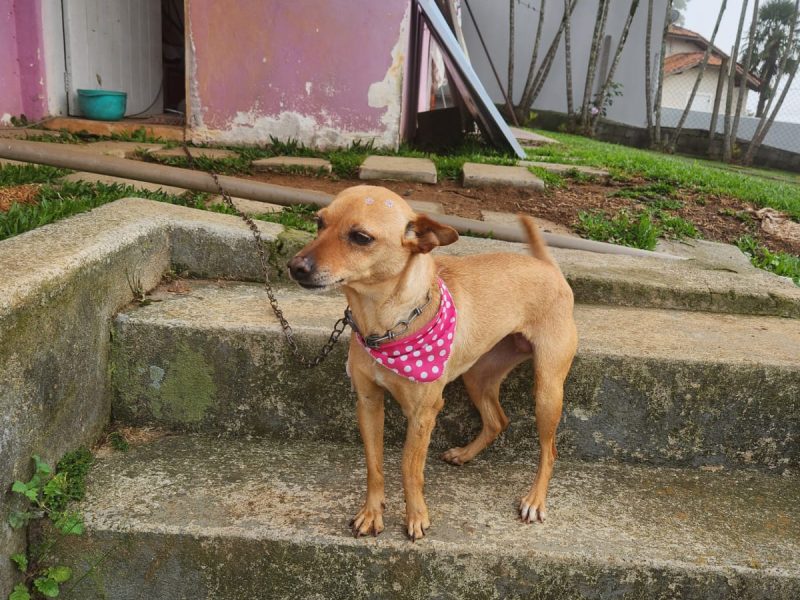 Porte P/M (Adoção Urgente)