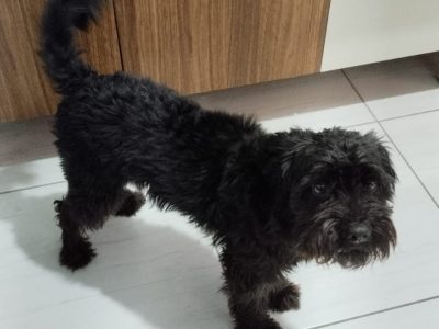 Porte P/M (Adoção Urgente)