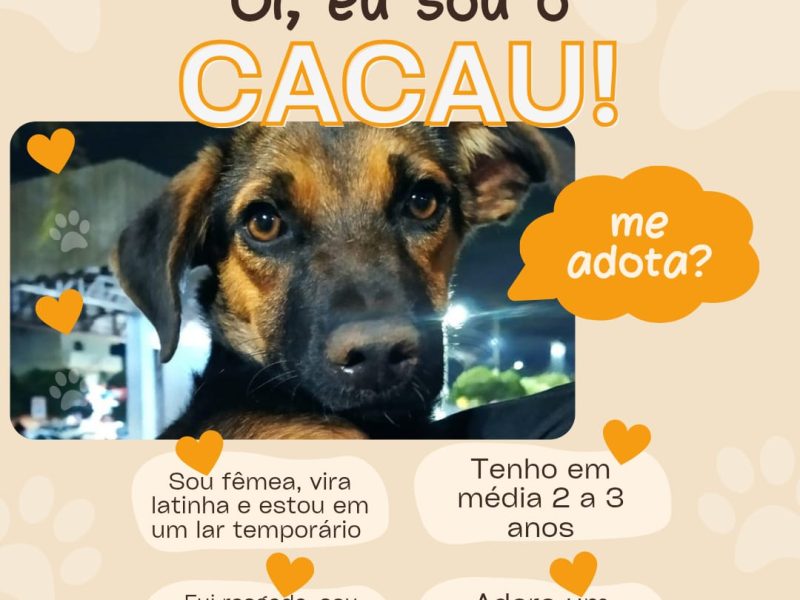 Cacau (Adoção Urgente)