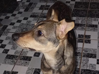 Manú (Adoção Urgente)