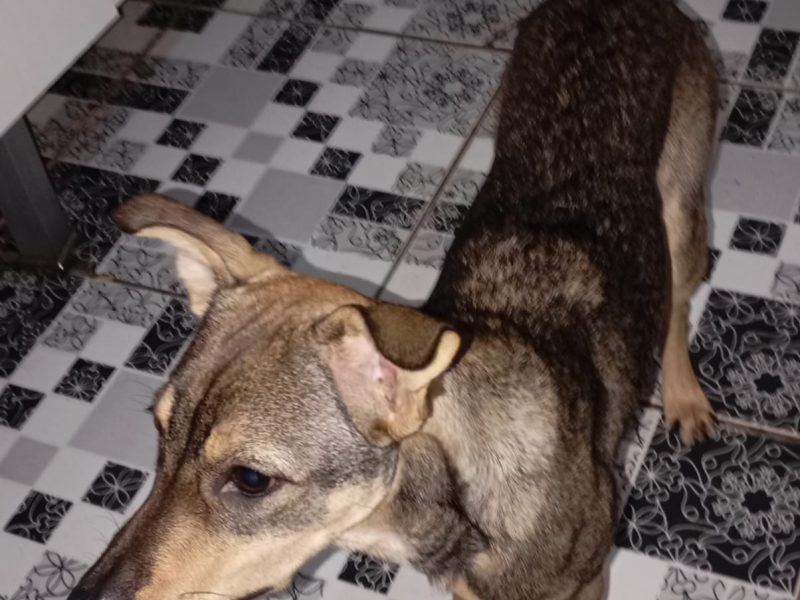 Manú (Adoção Urgente)