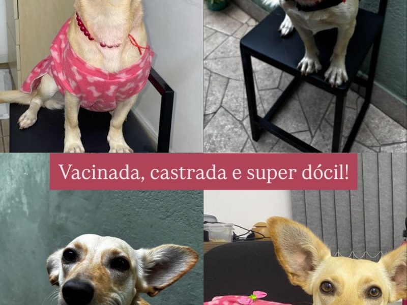 Sandy (Adoção Urgente)