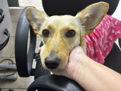 Sandy (Adoção Urgente)