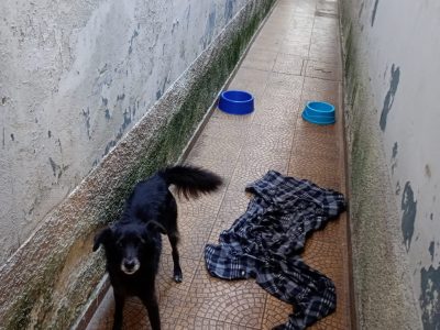 Pity (Adoção Urgente)