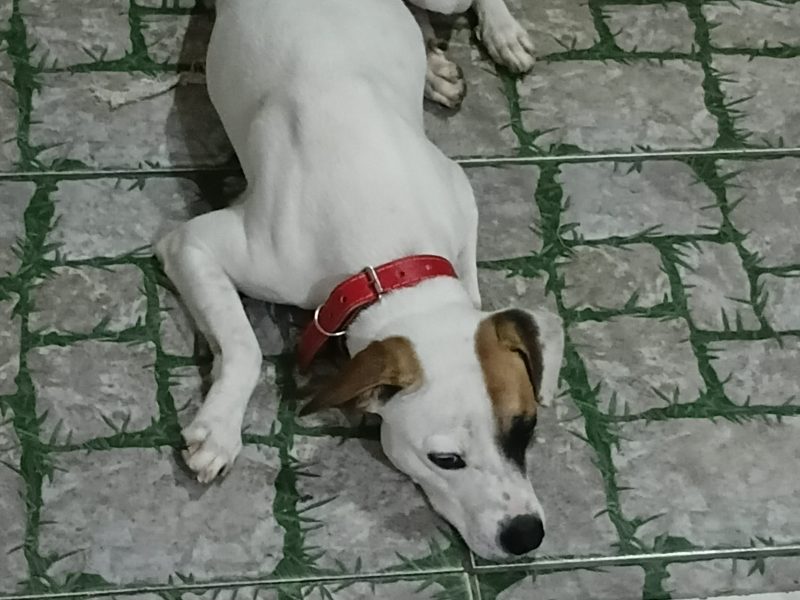 Billy (Adoção Urgente)