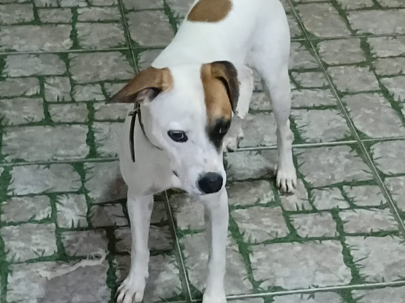 Billy (Adoção Urgente)