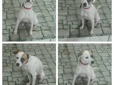 Billy (Adoção Urgente)