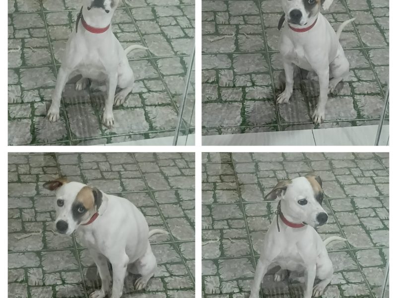 Billy (Adoção Urgente)