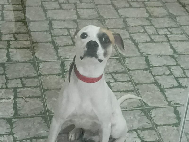 Billy (Adoção Urgente)