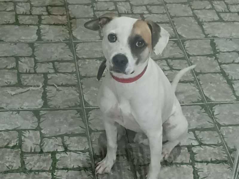 Billy (Adoção Urgente)