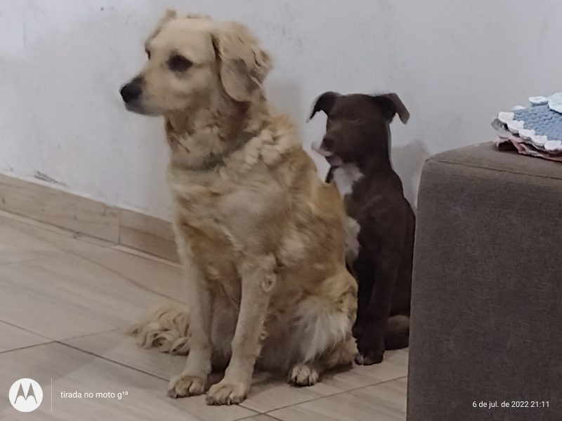 Kiara e Amora (Adoção Urgente)