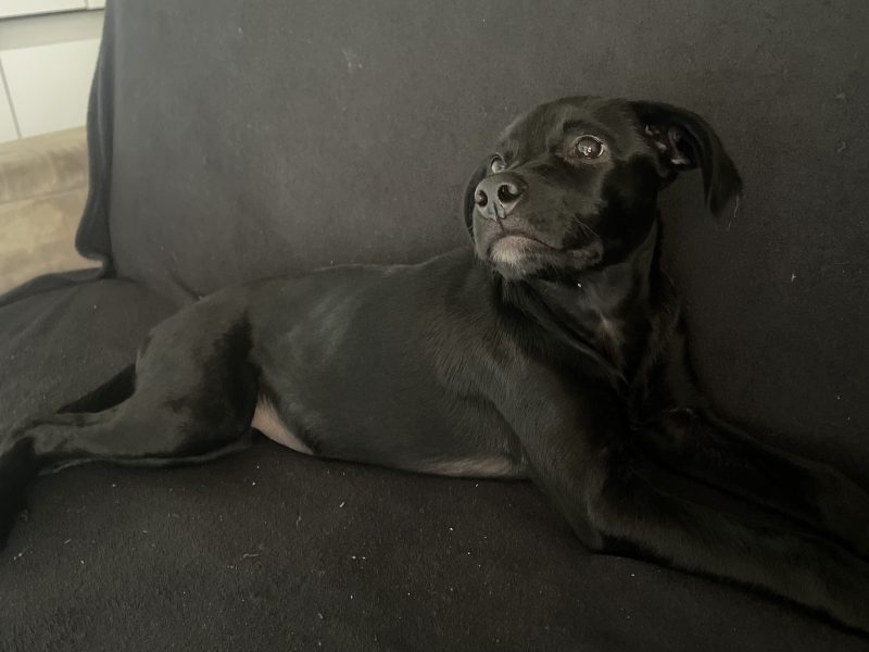 Zara (Adoção Urgente)