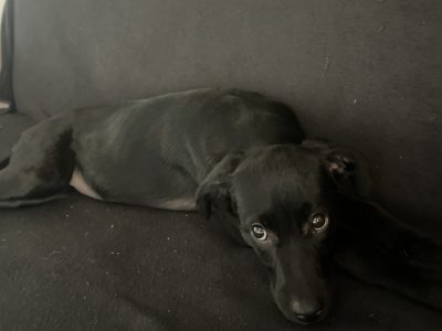 Zara (Adoção Urgente)