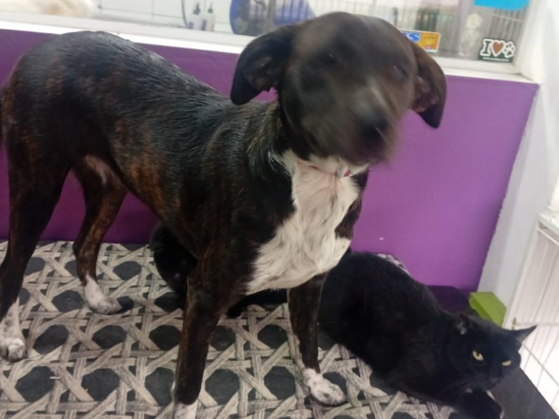 3 Cães (Adoção Urgente)