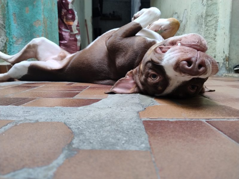 Calleri (Adoção Urgente)