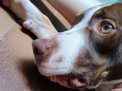 Calleri (Adoção Urgente)