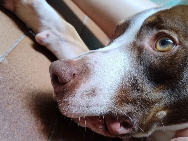 Calleri (Adoção Urgente)