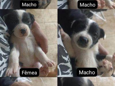 6 Filhotes (Adoção Urgente)