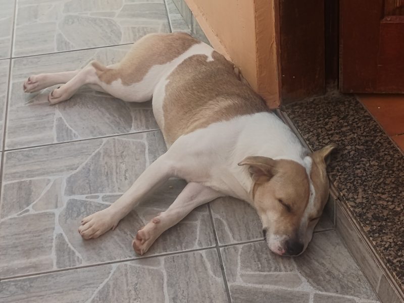 Zara (Adoção Urgente)