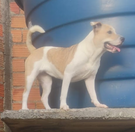 Zara (Adoção Urgente)