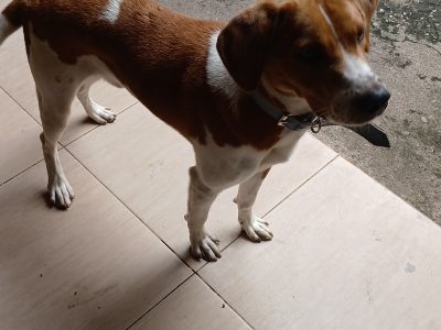 Max (Adoção Urgente)