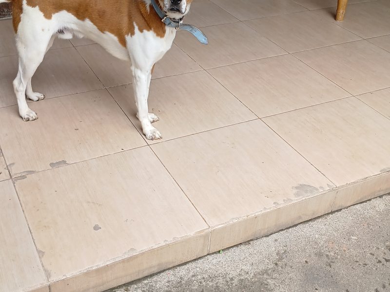 Max (Adoção Urgente)