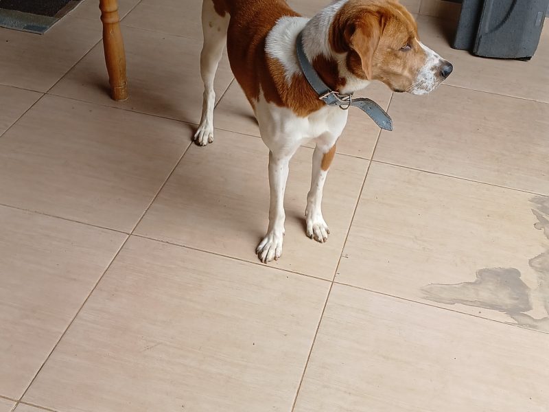 Max (Adoção Urgente)