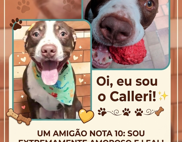 Calleri (Adoção Urgente)